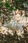 BIRDING II