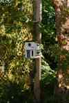 BIRDING II